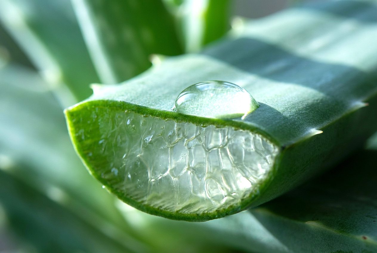 Aloe Vera skincare ingredient