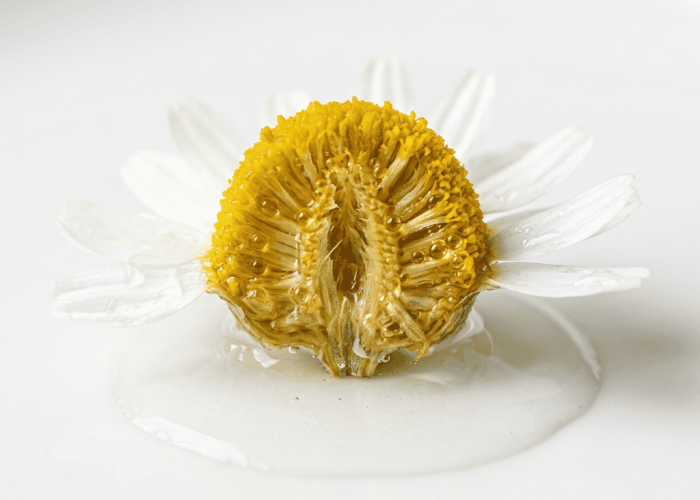 Chamomile flower cross-section revealing golden essential oil droplets inside flower tissues