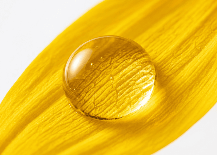 Golden sunflower oil drop on sunflower petal magnifying fine vein texture beneath