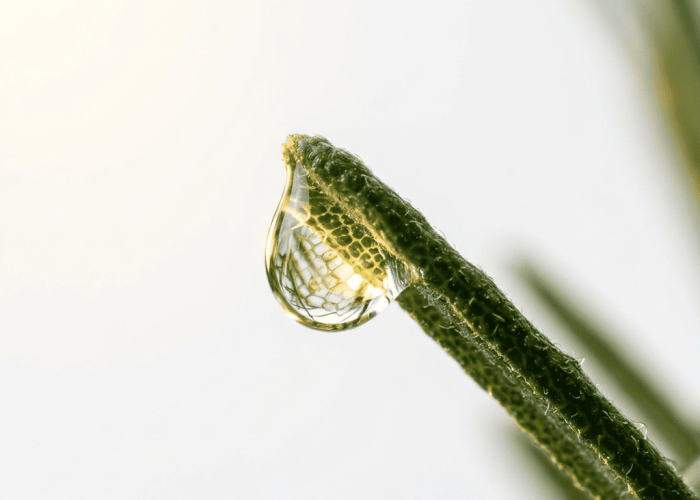 Rosemary needle tip with tiny clear essential oil droplet forming under warm backlight