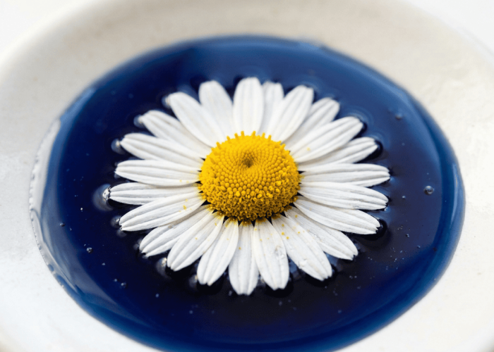 Single chamomile flower floating in deep blue chamazulene oil on white ceramic