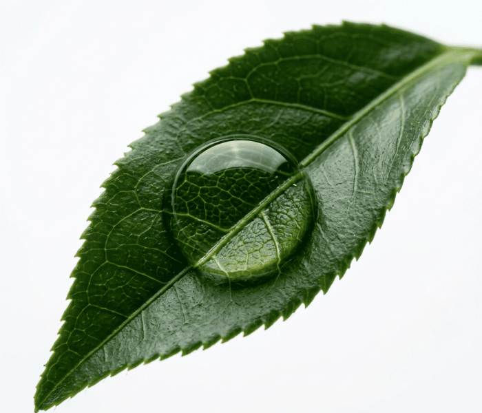 Fresh green tea leaf with dewdrop magnifying cellular vein structure on white background
