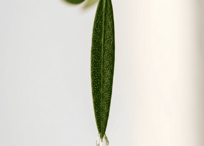 Single tea tree leaf with oil gland dots and clear essential oil droplet at leaf tip