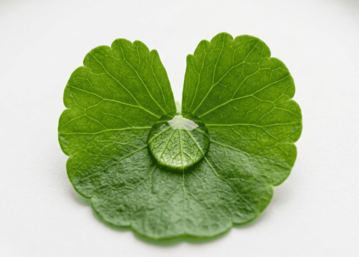 Single centella asiatica leaf with clear extract droplet magnifying vein structure